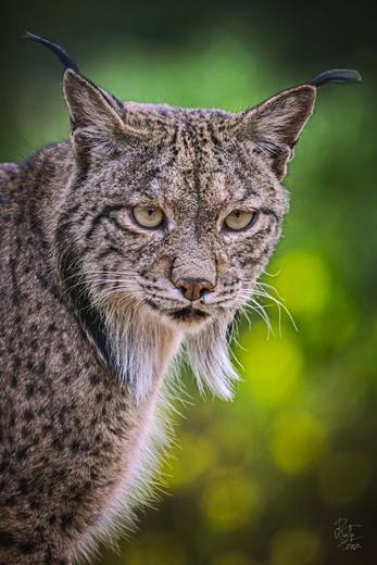 Lince ibérico en Gato Clavo: Retrato verde