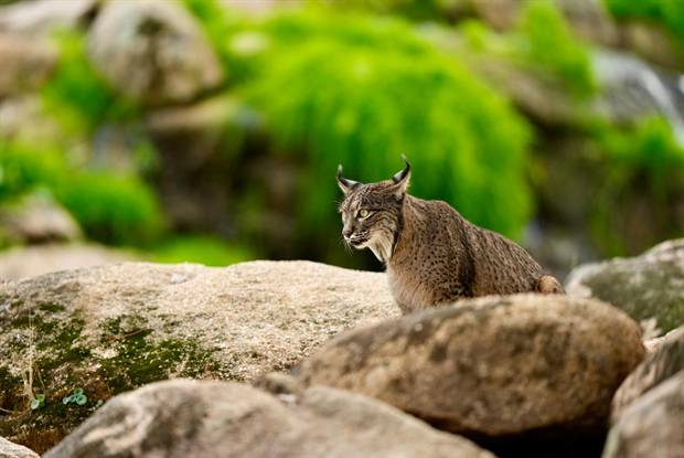 Lince ibérico en Gato Clavo: Joven en risco