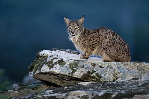 Lince ibérico en Gato Clavo: lince sobre roca azul