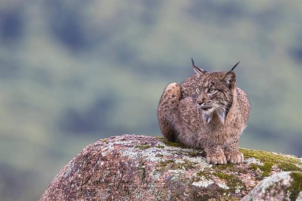 Lince ibérico en Gato Clavo: Mirador de roca