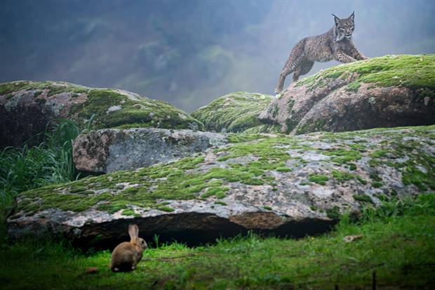 Lince ibérico en Gato Clavo: Roca abierta
