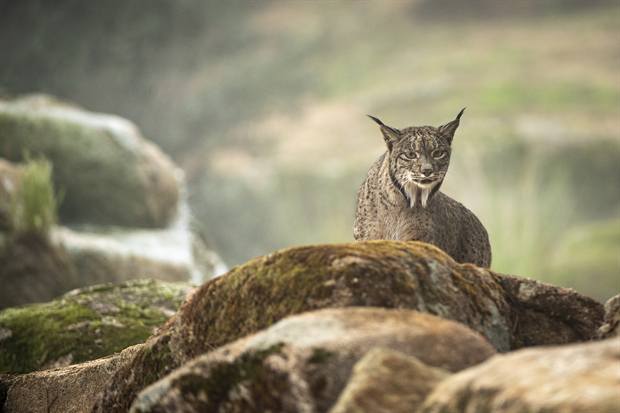Lince ibérico en Gato Clavo: lince entre rocas y niebla
