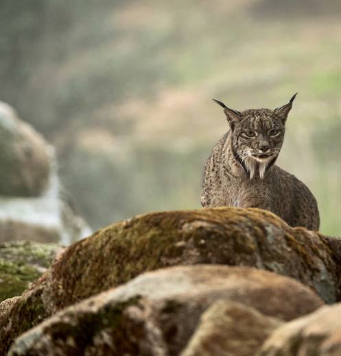 Lince ibérico en Gato Clavo: Roquedo y aire