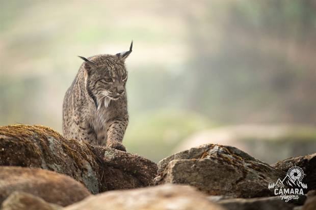 Lince ibérico en Gato Clavo: Roca y niebla