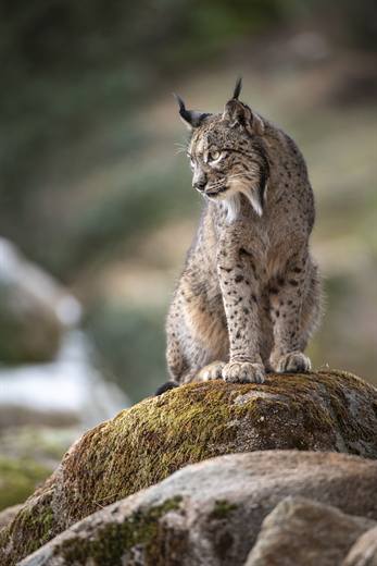 Lince ibérico en Gato Clavo: Lince entre rocas