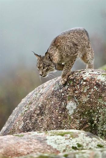 Lince ibérico en Gato Clavo: Salto entre rocas