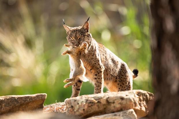 Lince ibérico en Gato Clavo: salto entre rocas
