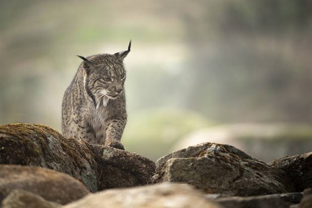 Lince ibérico en Gato Clavo: Silueta sobre roquedo