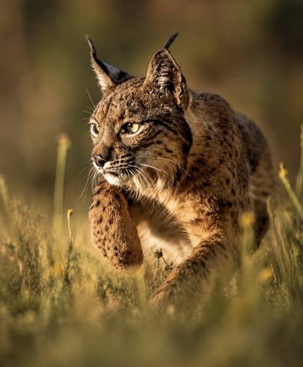 Lince ibérico en Gato Clavo: sombra dorada