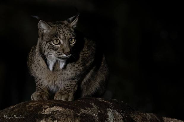 Lince ibérico en Gato Clavo: Sombra profunda