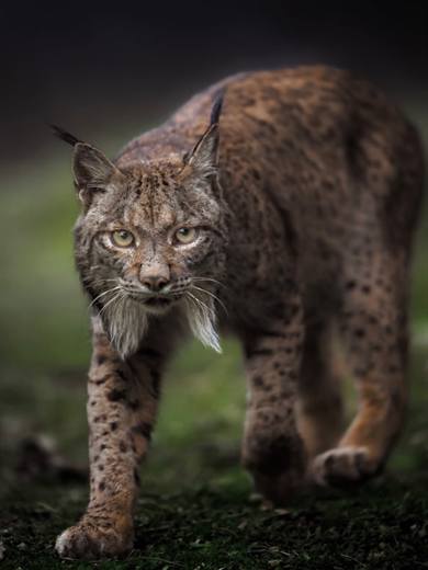 Lince ibérico en Gato Clavo: paso en sombra