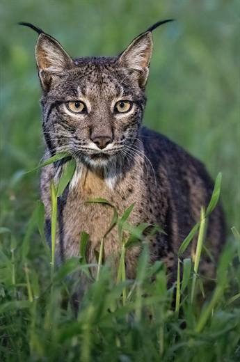 Lince ibérico en Gato Clavo: frontal entre verdes