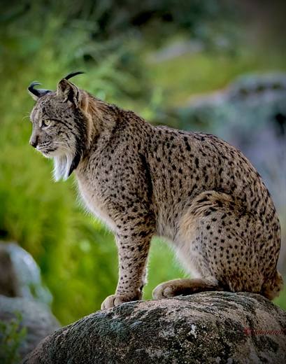 Lince ibérico en Gato Clavo: Lince sobre roca verde