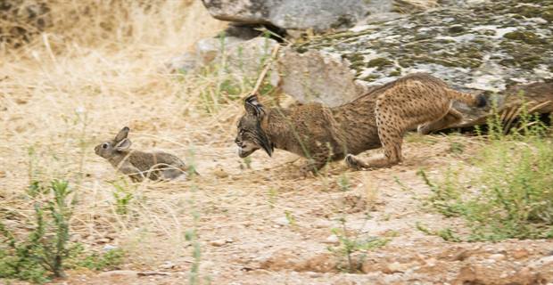 Lince ibérico en Gato Clavo: Pareja en camino