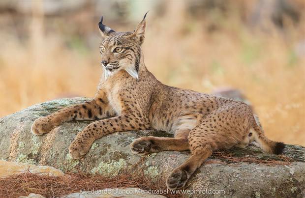 Lince ibérico en Gato Clavo: Descanso dorado