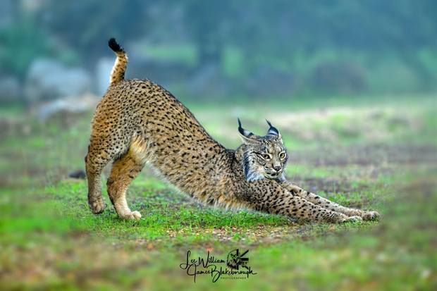 Lince ibérico en Gato Clavo: Juego en pradera