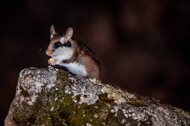 Fauna y finca de Gato Clavo: Fauna nocturna