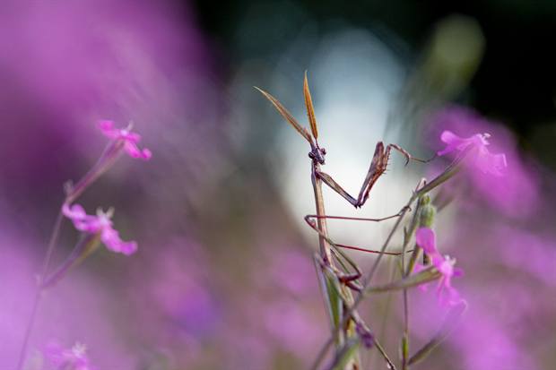 Paisaje mediterráneo de Gato Clavo: Mantis entre flores