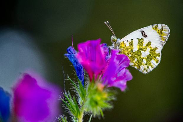 Experiencia de naturaleza en Gato Clavo: mariposa sobre flor