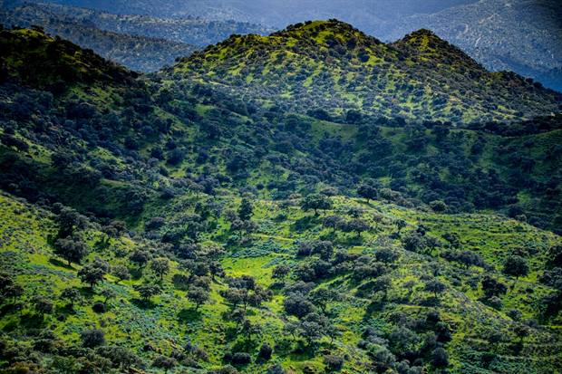 Paisaje de Sierra de Andújar: monte mediterráneo verde