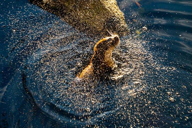 Fauna y finca de Gato Clavo: Nutria en corriente