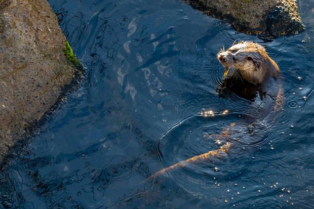 Fauna y finca de Gato Clavo: Nutria en una poza