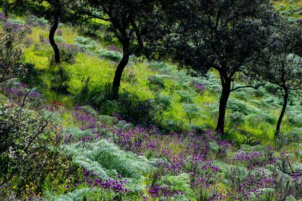 Finca Gato Clavo: olivar silvestre