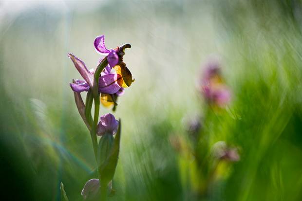 Experiencia de naturaleza en Gato Clavo: orquídea en pastizal