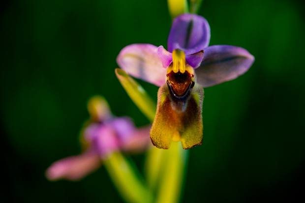 Experiencia de naturaleza en Gato Clavo: orquídea silvestre