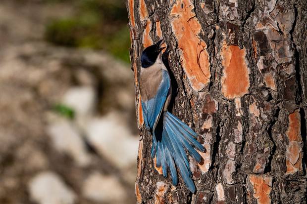 Paisaje mediterráneo de Gato Clavo: Detalle de pluma