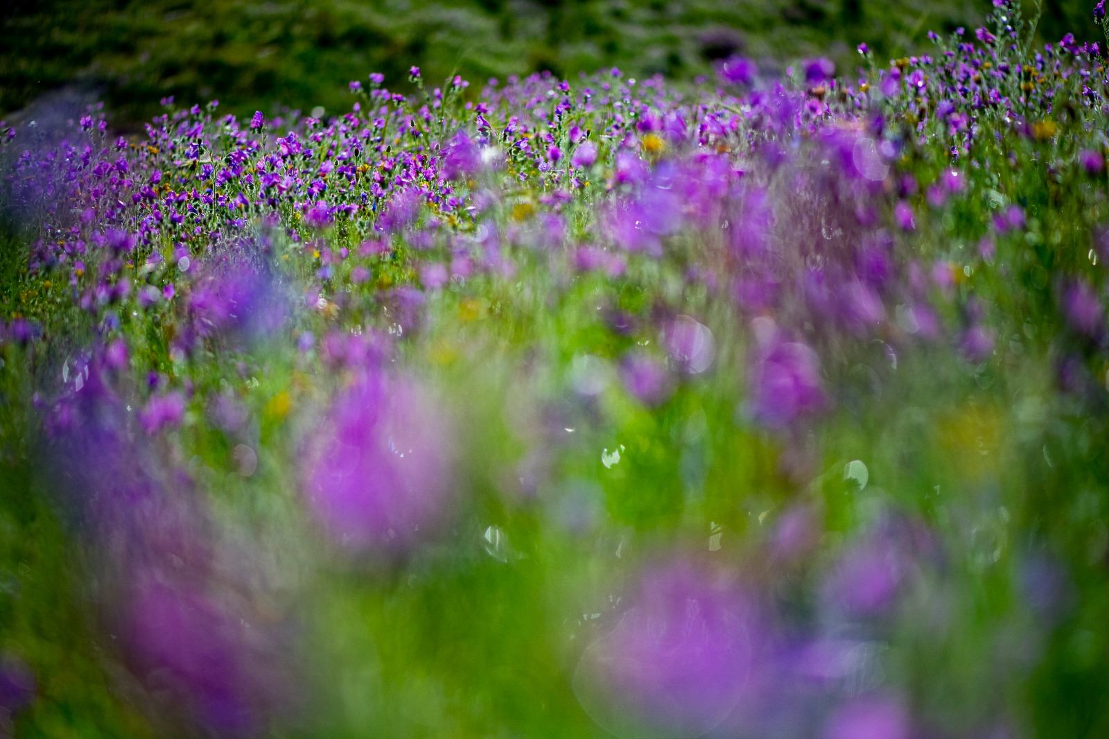 Pradera mediterránea con floración morada