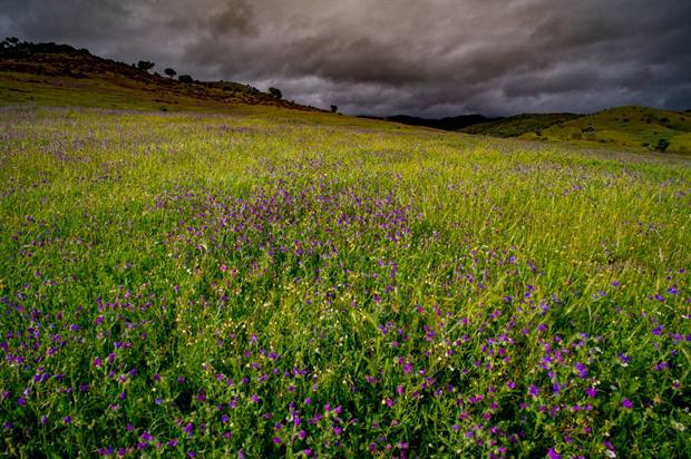 Paisaje de Sierra de Andújar: pradera antes de la tormenta