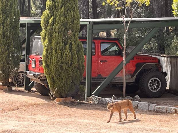 Experiencia Gato Clavo: Safari en la finca