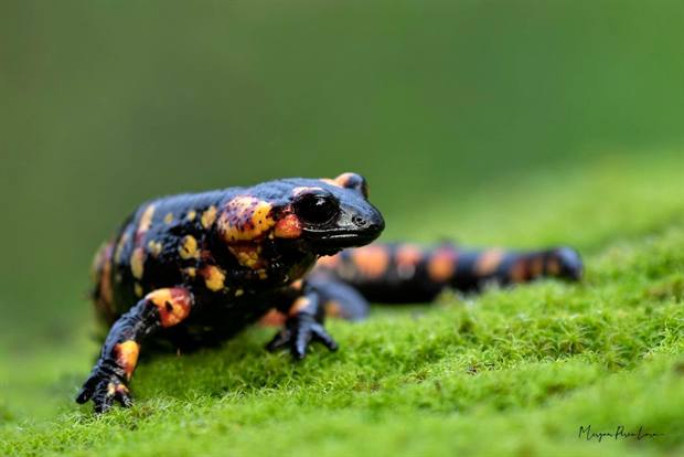 Experiencia de naturaleza en Gato Clavo: fauna del territorio