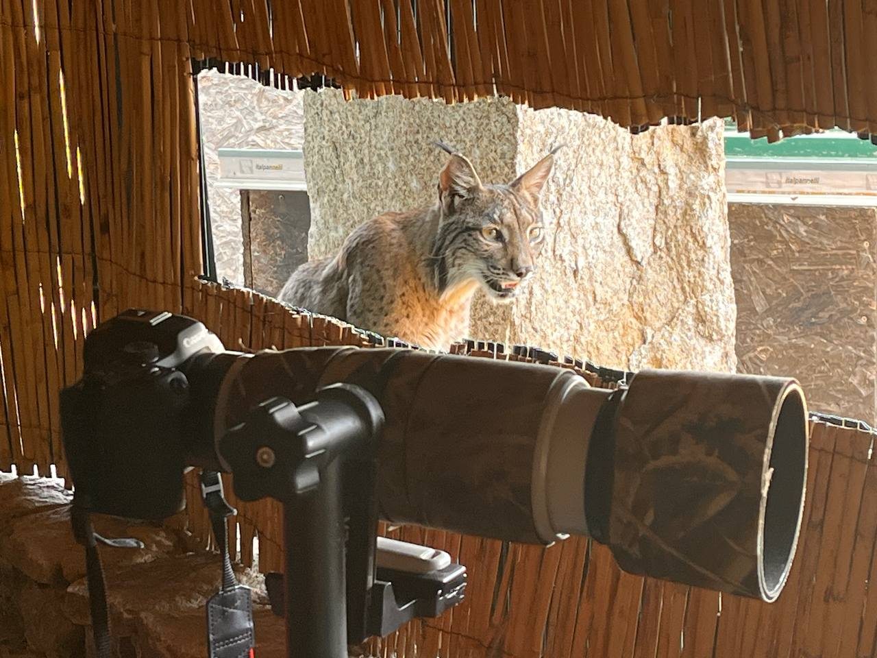 Lince ibérico visto desde el interior de un hide fotográfico de Gato Clavo