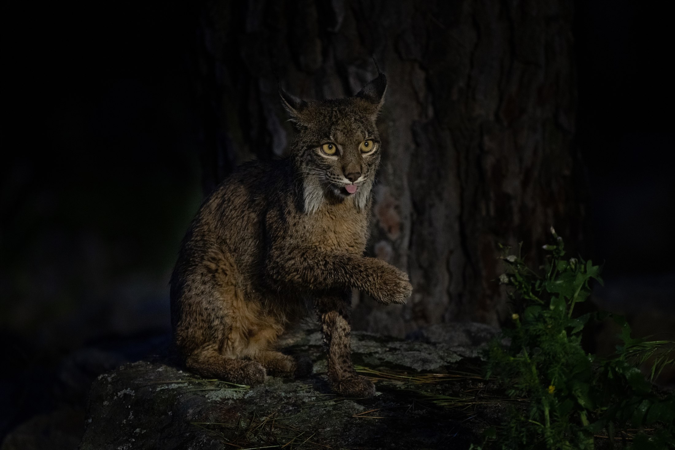 Lince ibérico en una sesión nocturna de Gato Clavo