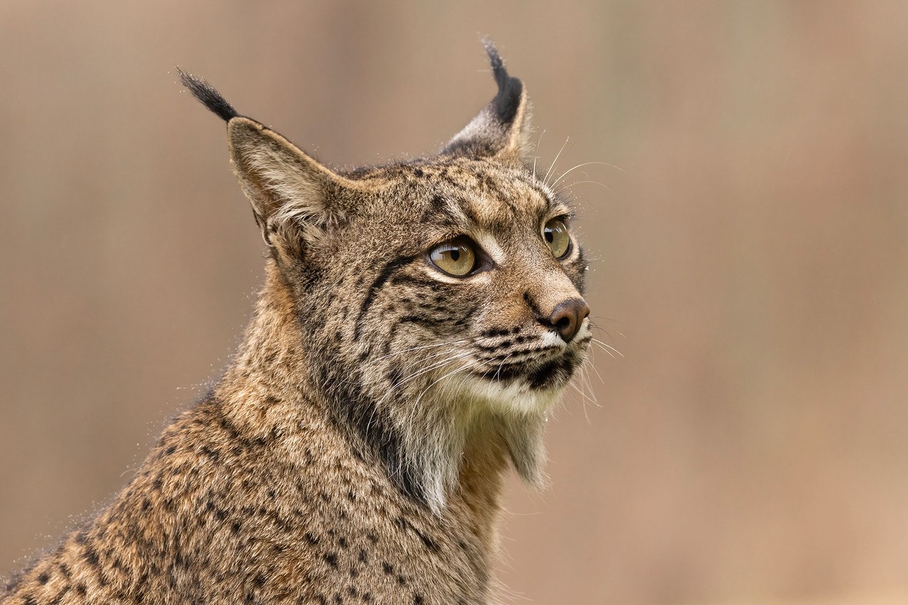 Retrato de lince ibérico vinculado a la cámara en directo de la finca