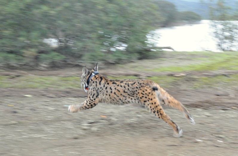 Lince ibérico caminando